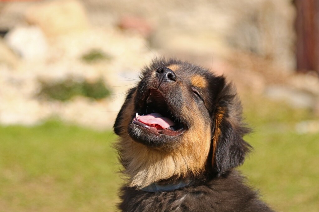 口を開けている犬