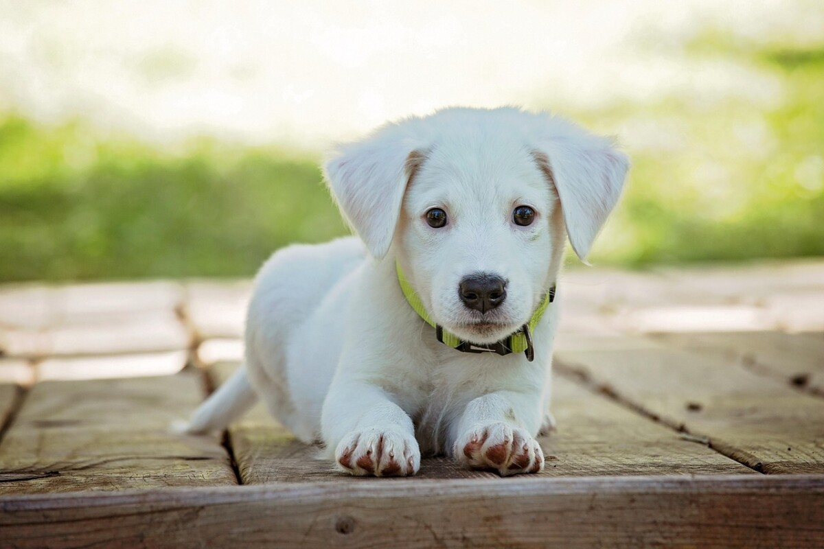 犬が座っている画像
