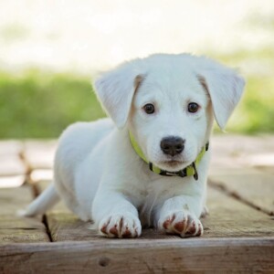 犬が座っている画像