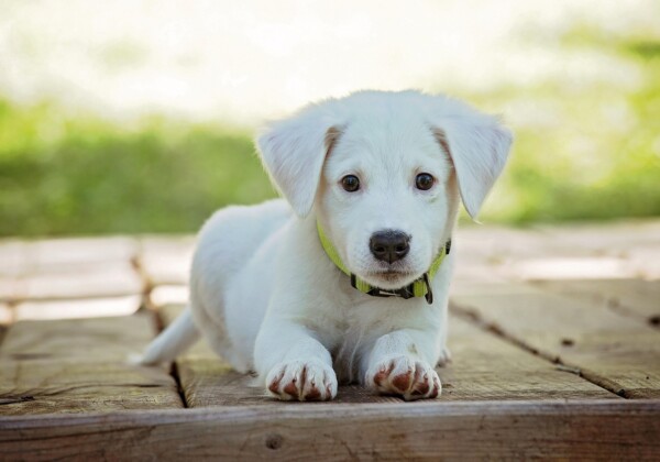 犬が座っている画像
