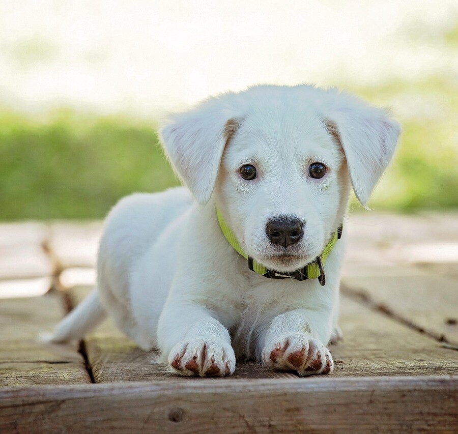 犬が座っている画像