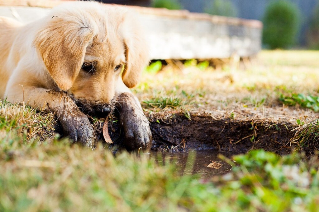 犬の画像